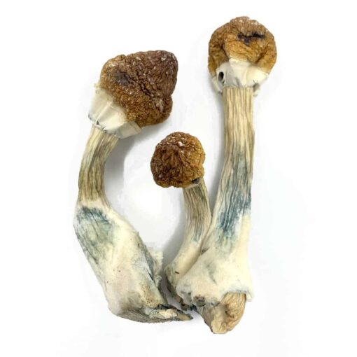 Golden Mammoth Magic Mushroom